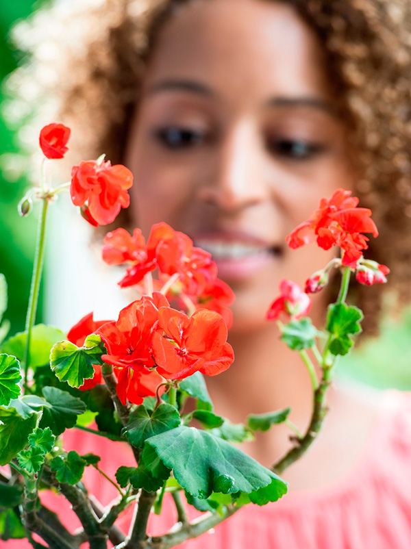 Pelargonium_03-WEB