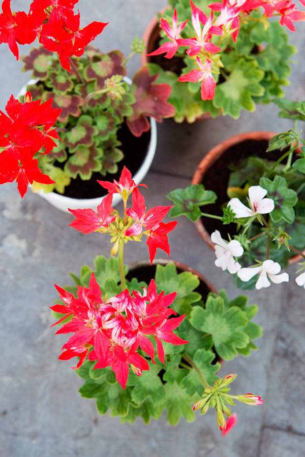 Pelargonium_08-WEB