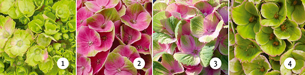 Verkleuring-Magical-Amethyst-roze