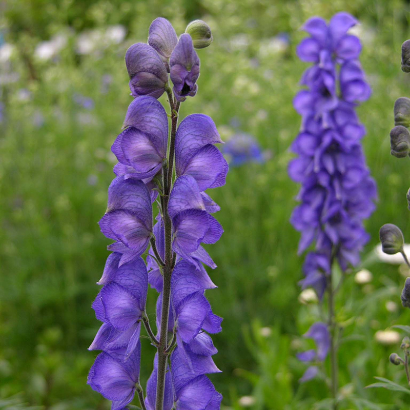 schaduwplanten