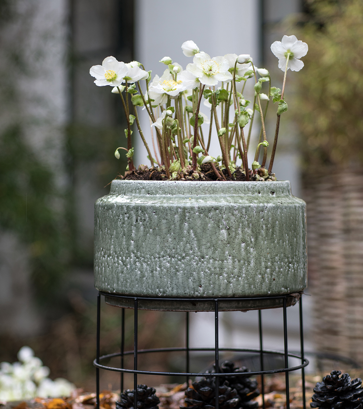 Planten voor een stijlvol gekleurde wintertuin