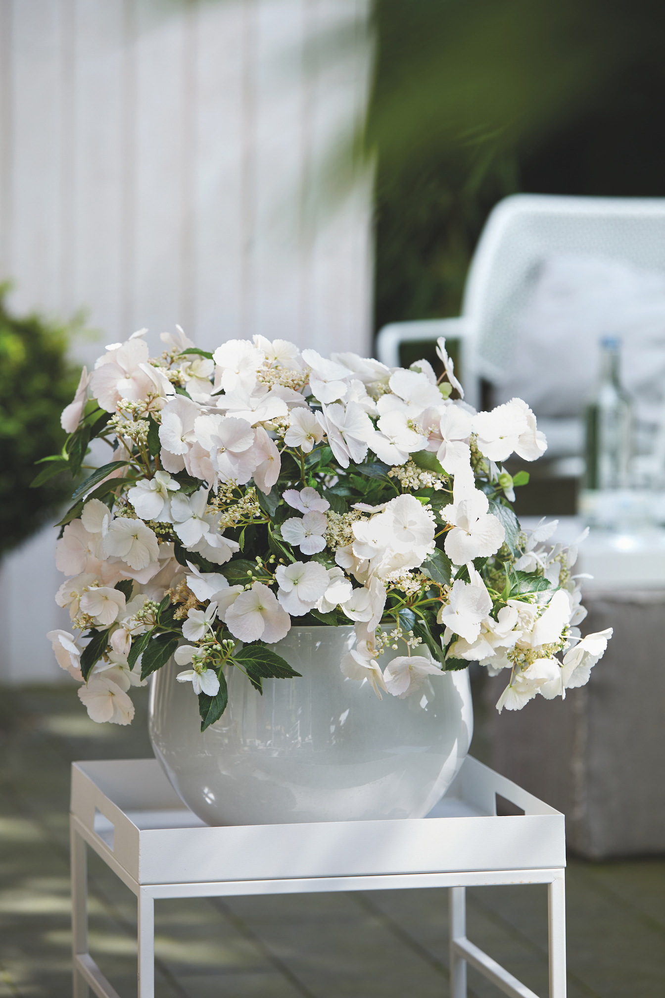 hortensia Runaway Bride