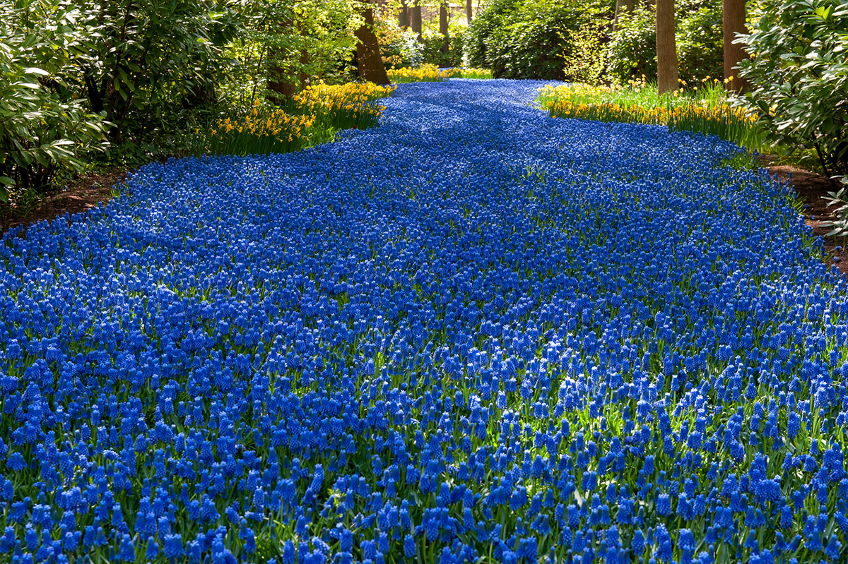 blauwe druifjes