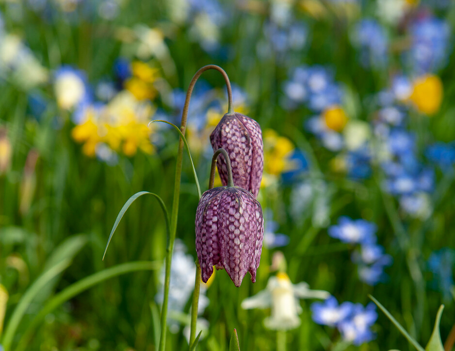 bloembollen planten