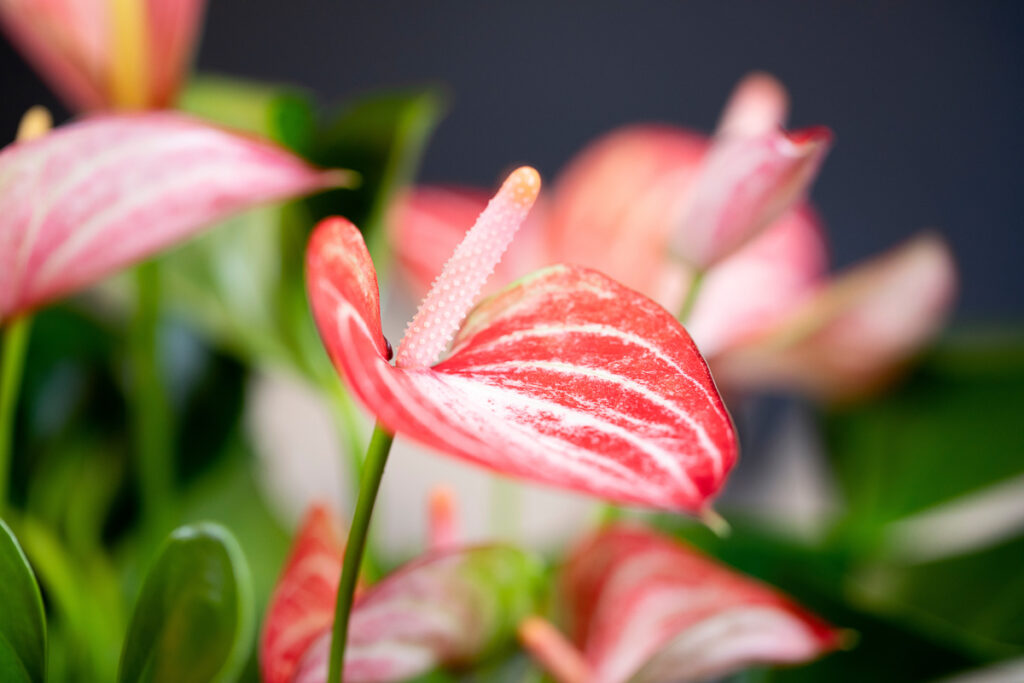 Anthurium-2