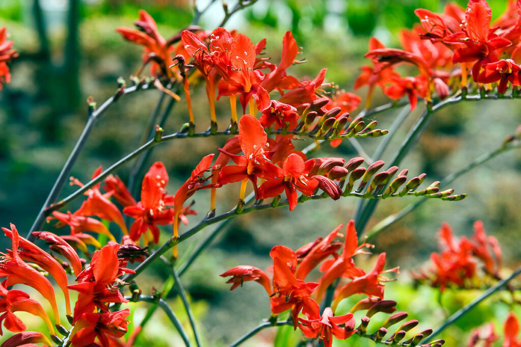 Crocosmia