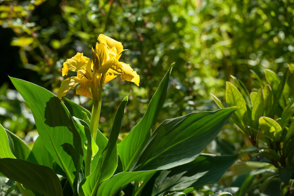 Indisch bloemriet (Canna)