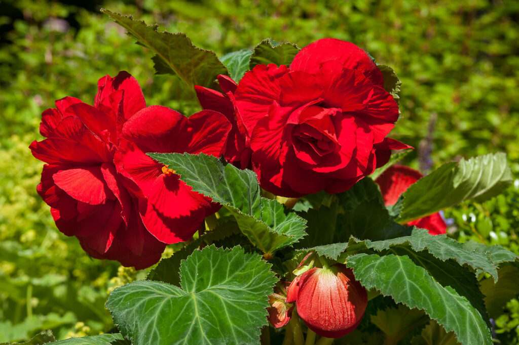 begonia