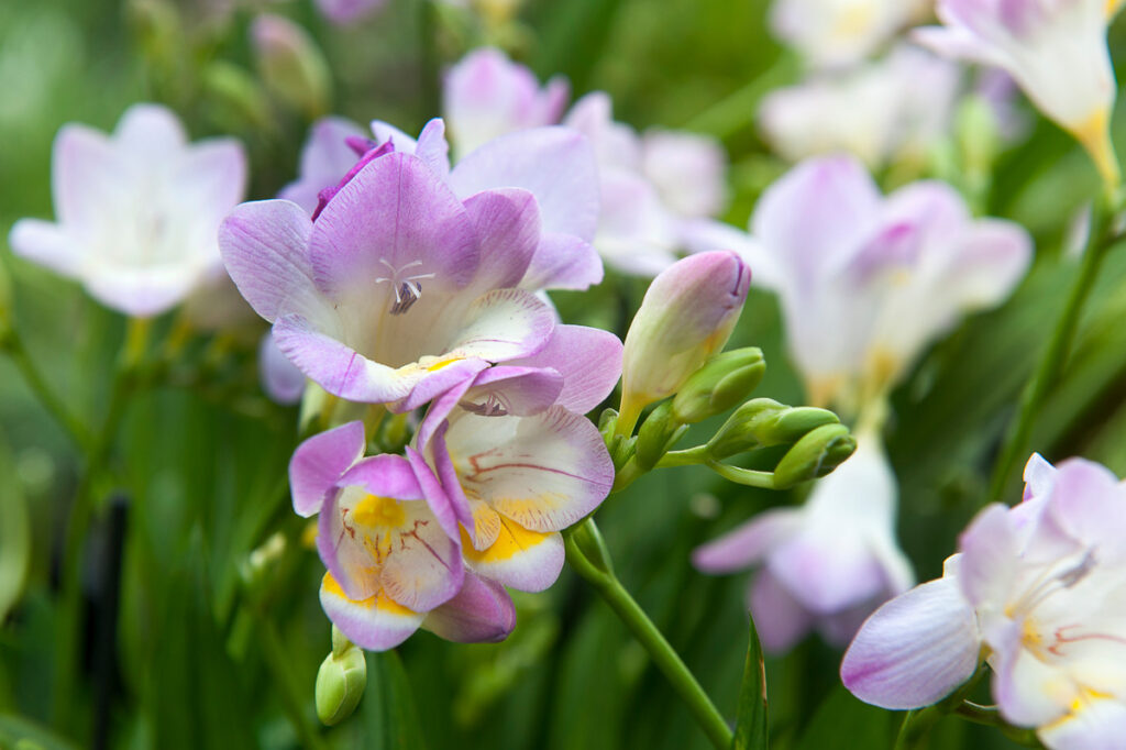 freesia-2