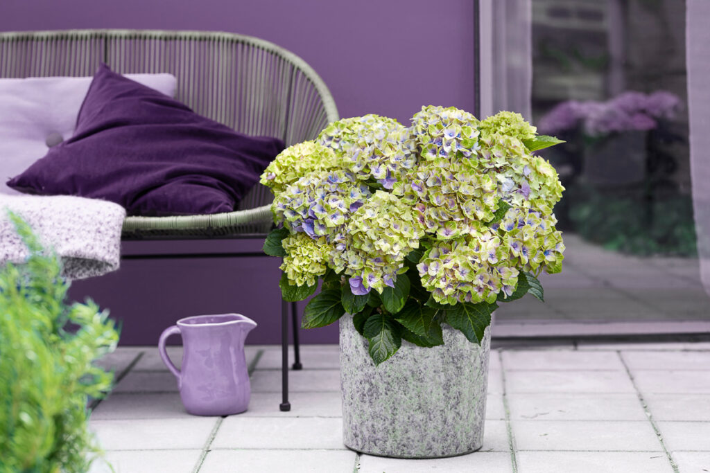 hortensia-2