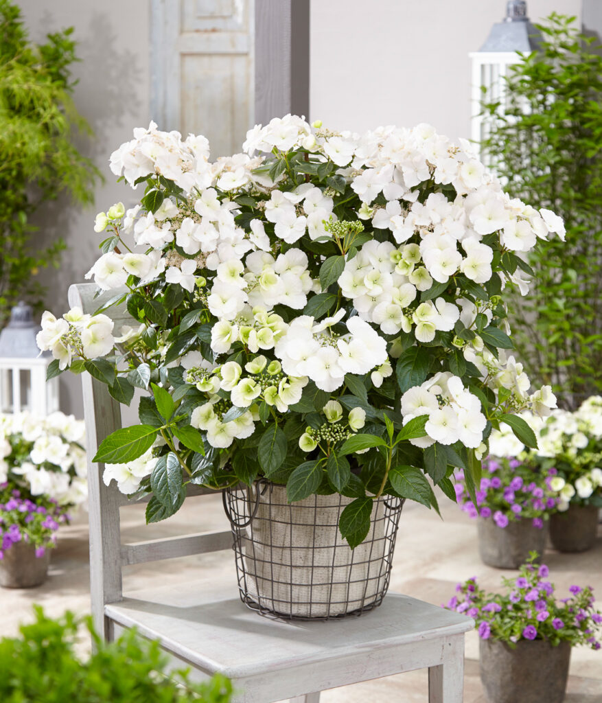 Hydrangea Runaway Bride