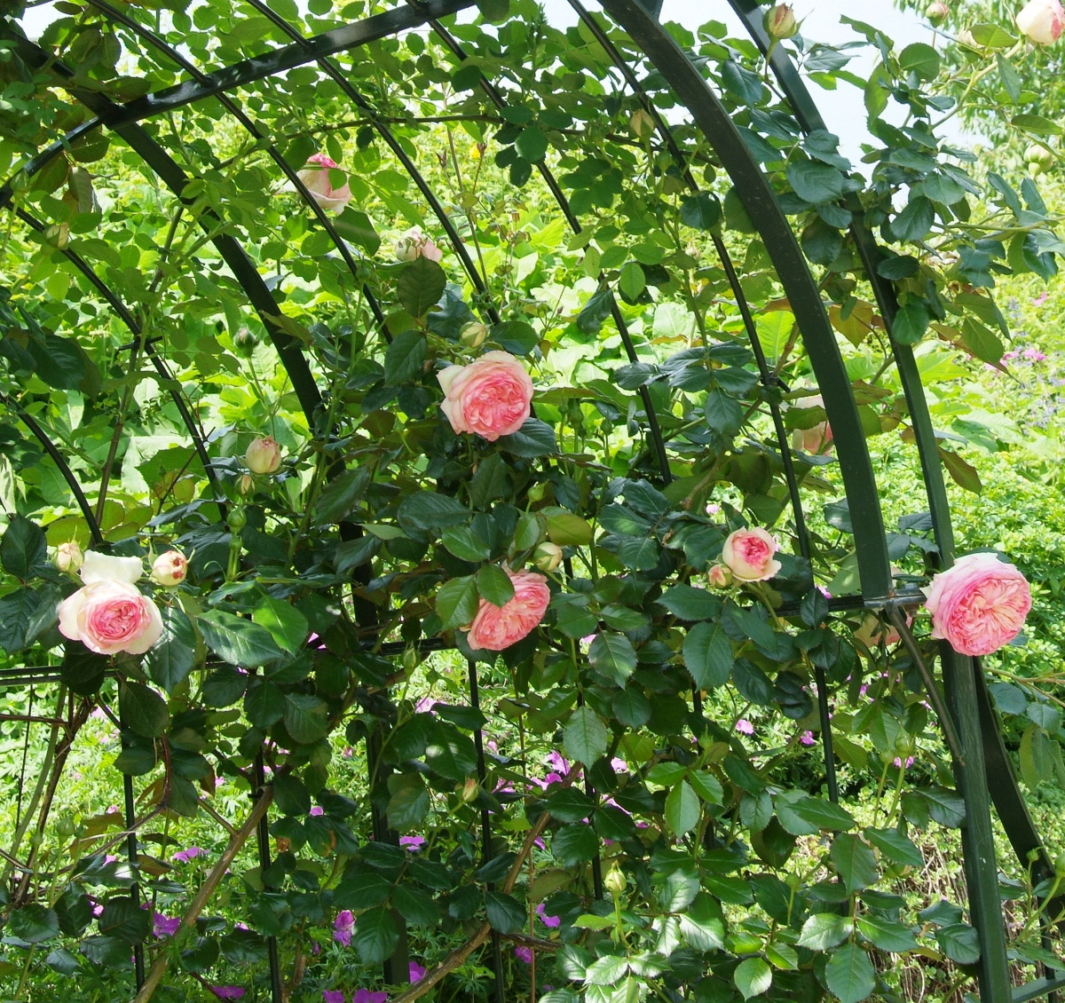 negatief Onderhoud gewoontjes Een romantische rozenboog in de tuin - Lifestyle NWS
