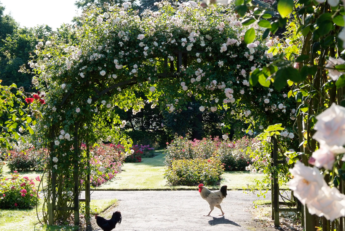 negatief Onderhoud gewoontjes Een romantische rozenboog in de tuin - Lifestyle NWS