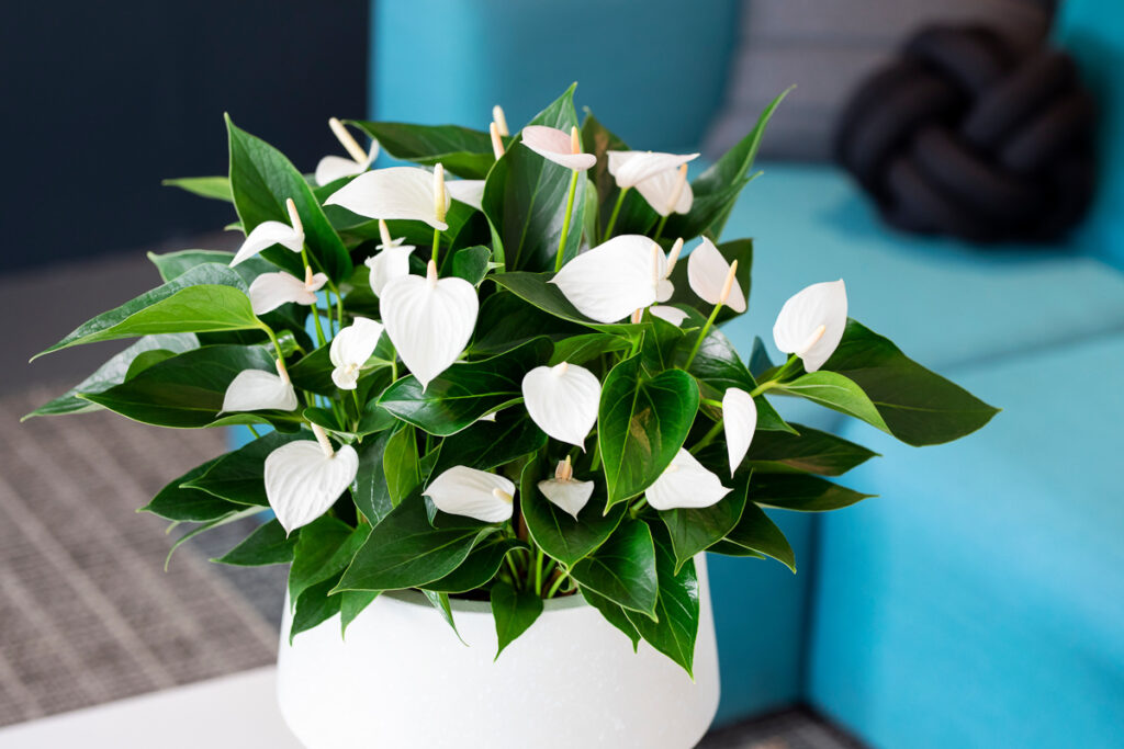 flamingoplant-anthurium-1