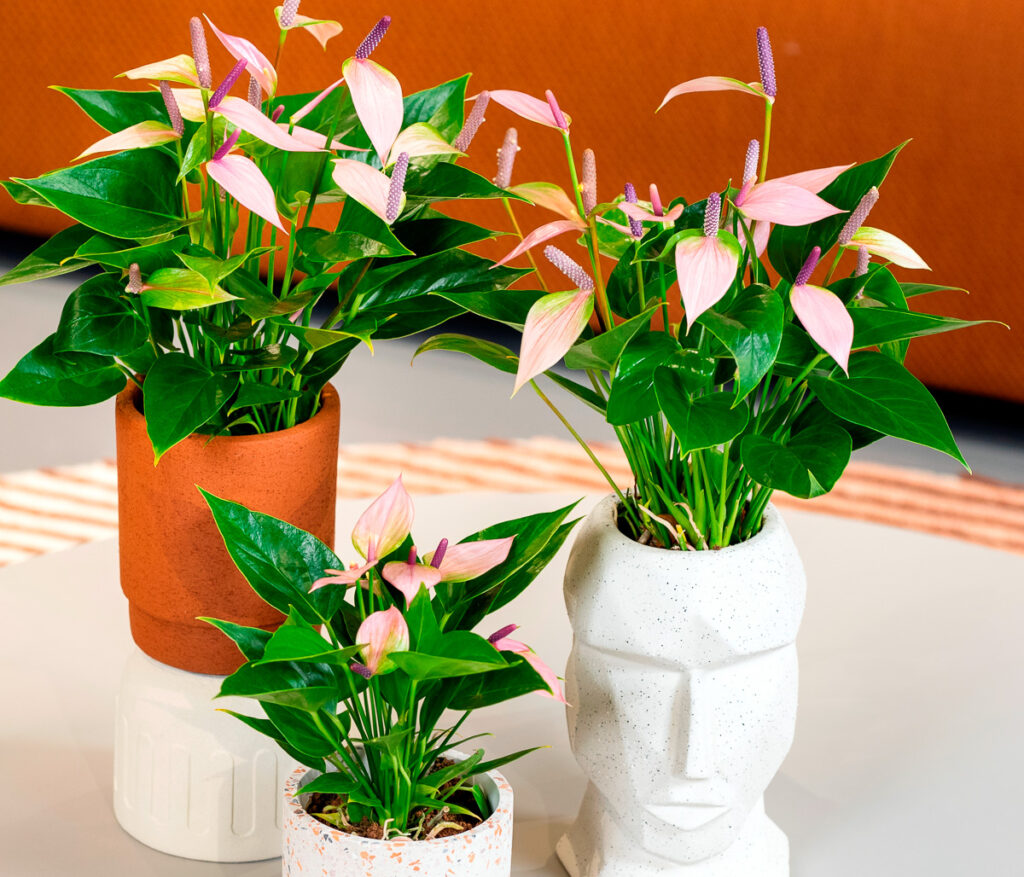 flamingoplant-anthurium-2