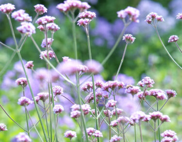 weefplanten