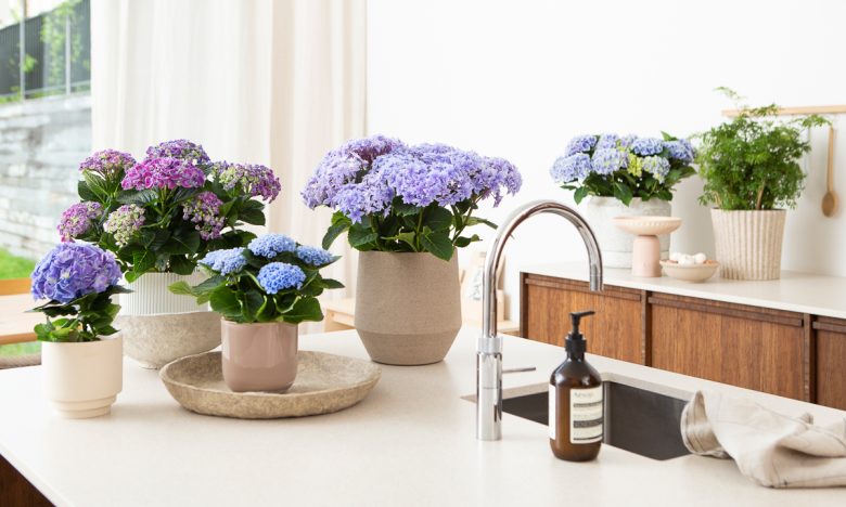 kamerhortensia