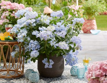 Slingerhortensia