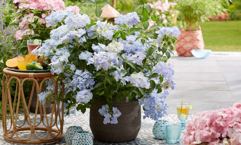 Slingerhortensia