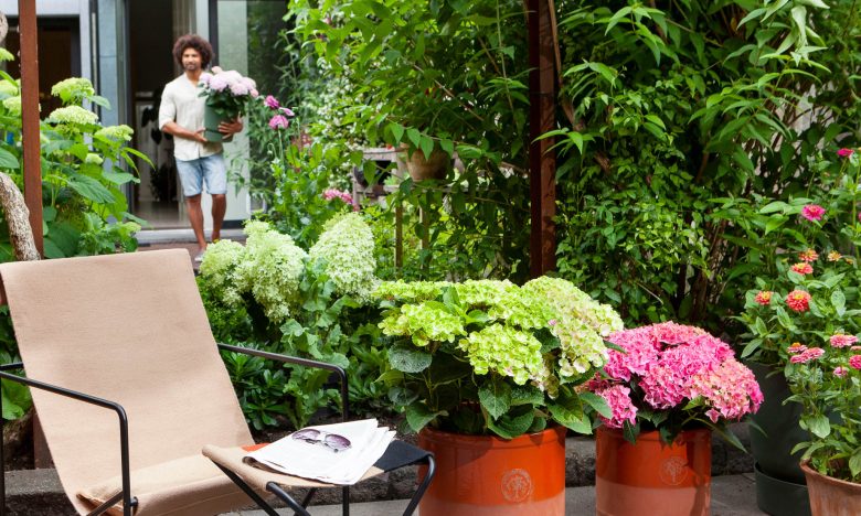 verzorging hortensia
