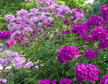 phlox