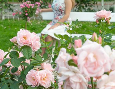 rozen