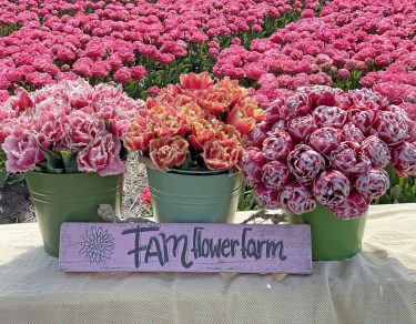 FAM Flower Farm