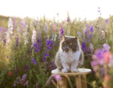 onderhoudsvrije tuin