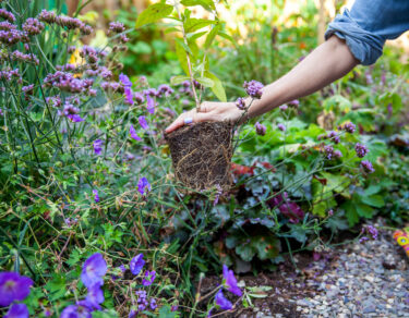 biodiversiteit