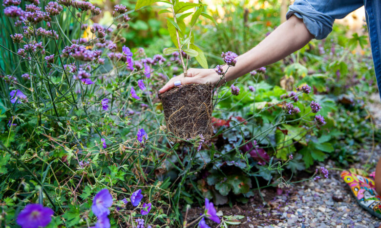 biodiversiteit