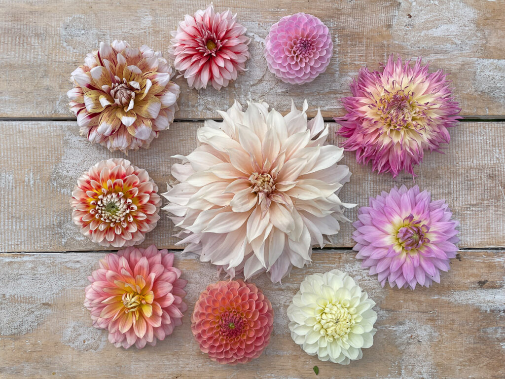 dahlia's-2