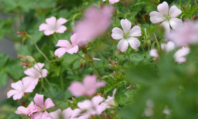 vaste planten-6