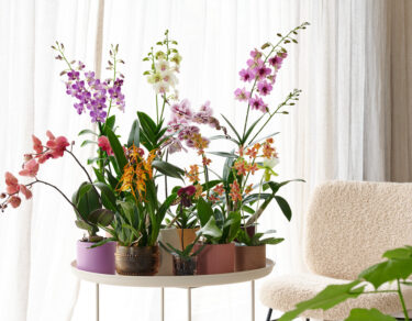 orchidee