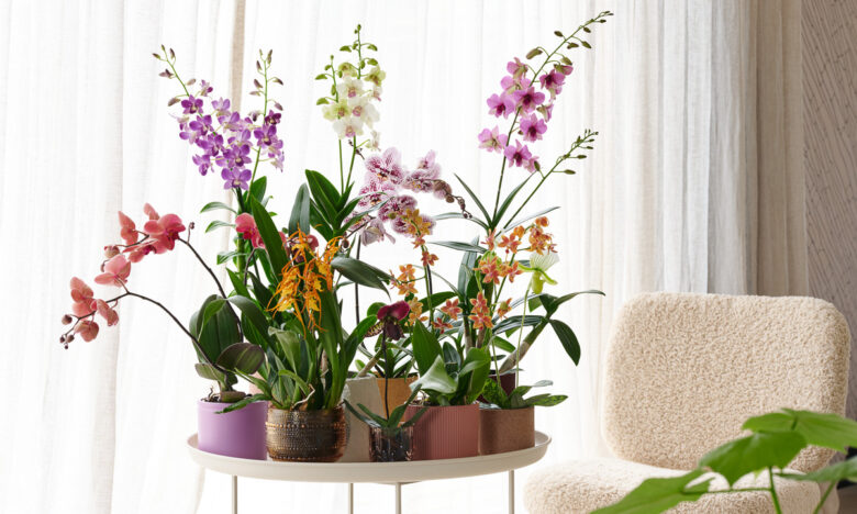 orchidee