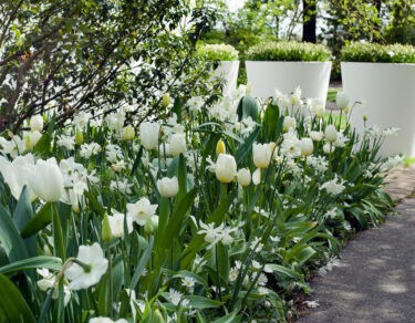 witte tuin