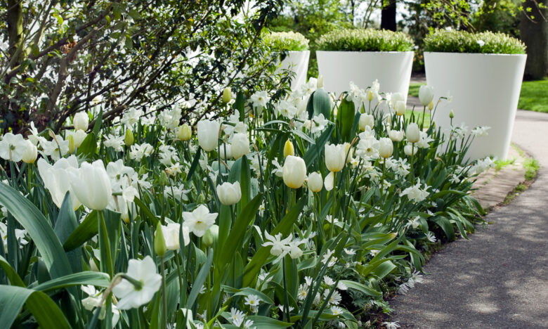 witte tuin