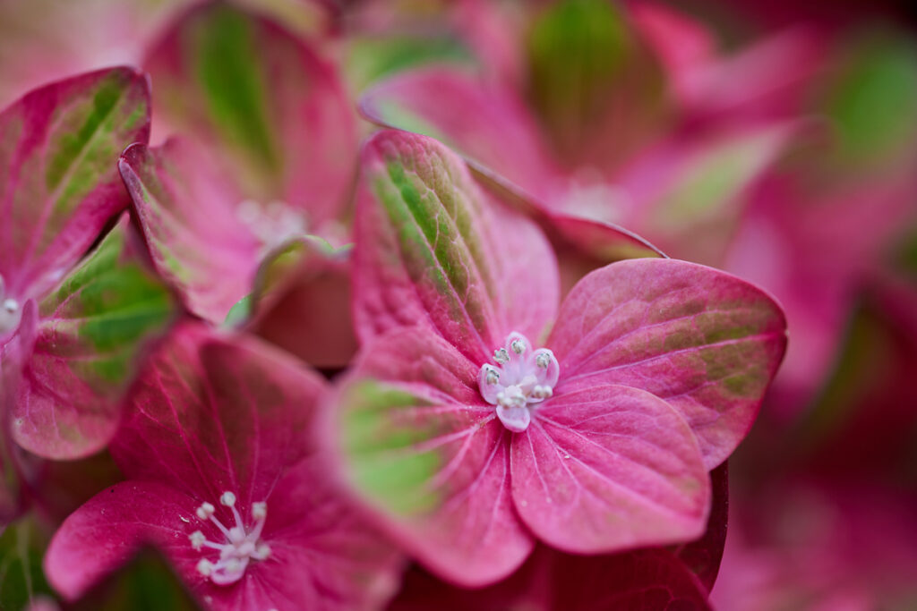 gevlamde tuinhortensia-3