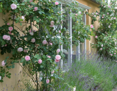 tuinrozen