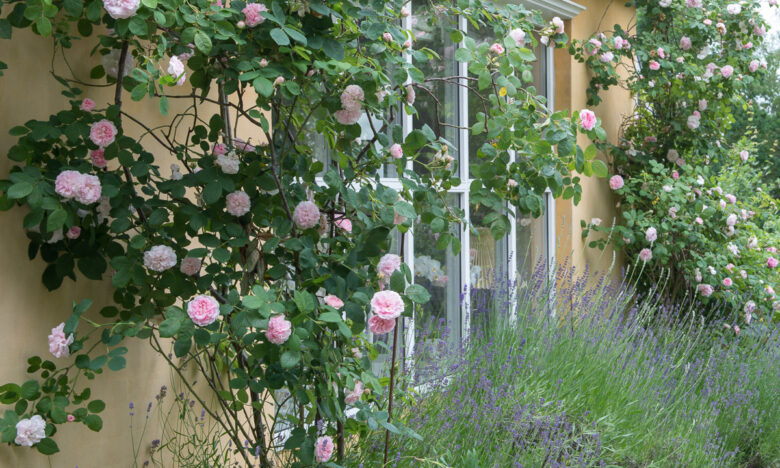 tuinrozen